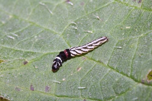 Helcystogramma sp.